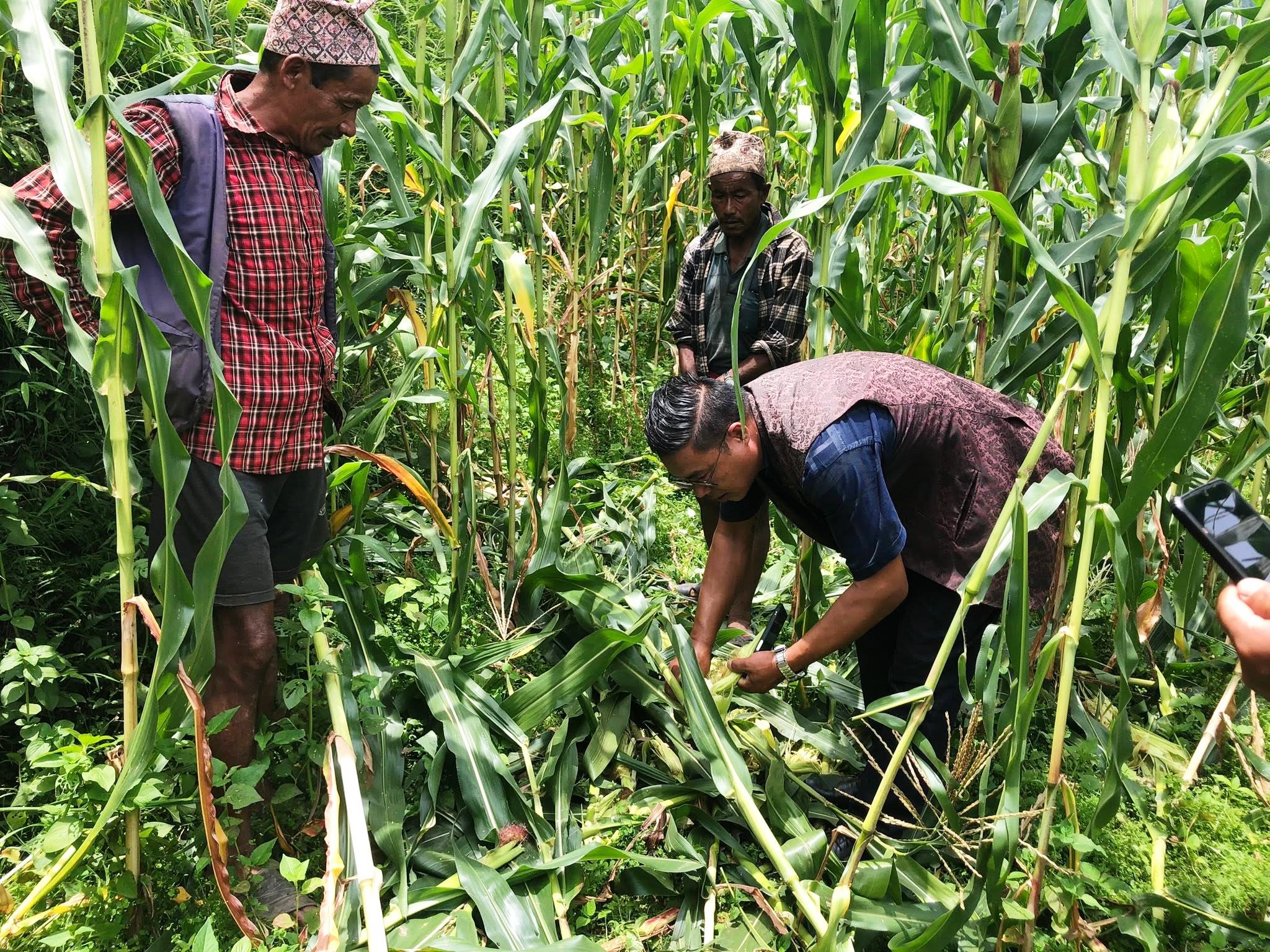 बदेलको आक्रमणबाट मकैबालीमा ठूलो क्षति, प्रभावित किसानलाई क्षतिपूर्तिका लागि पहल गरिने